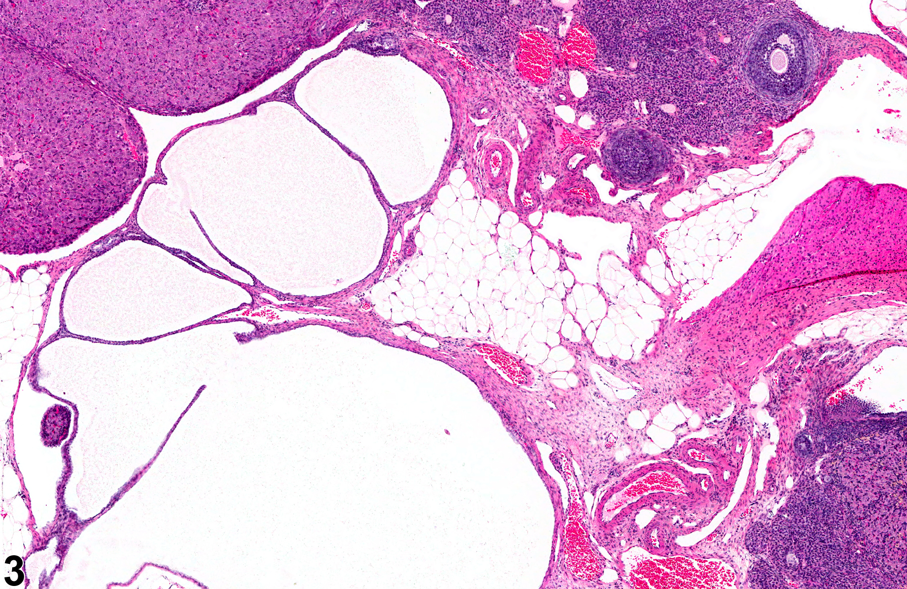 Image of cyst (paraovarian tissue) in the ovary from a female B6C3F1 mouse in a subchronic study