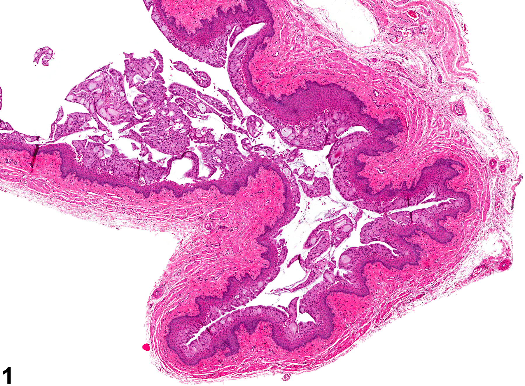 Image of mucification in the vagina from a female Harlan Sprague-Dawley rat in a chronic study