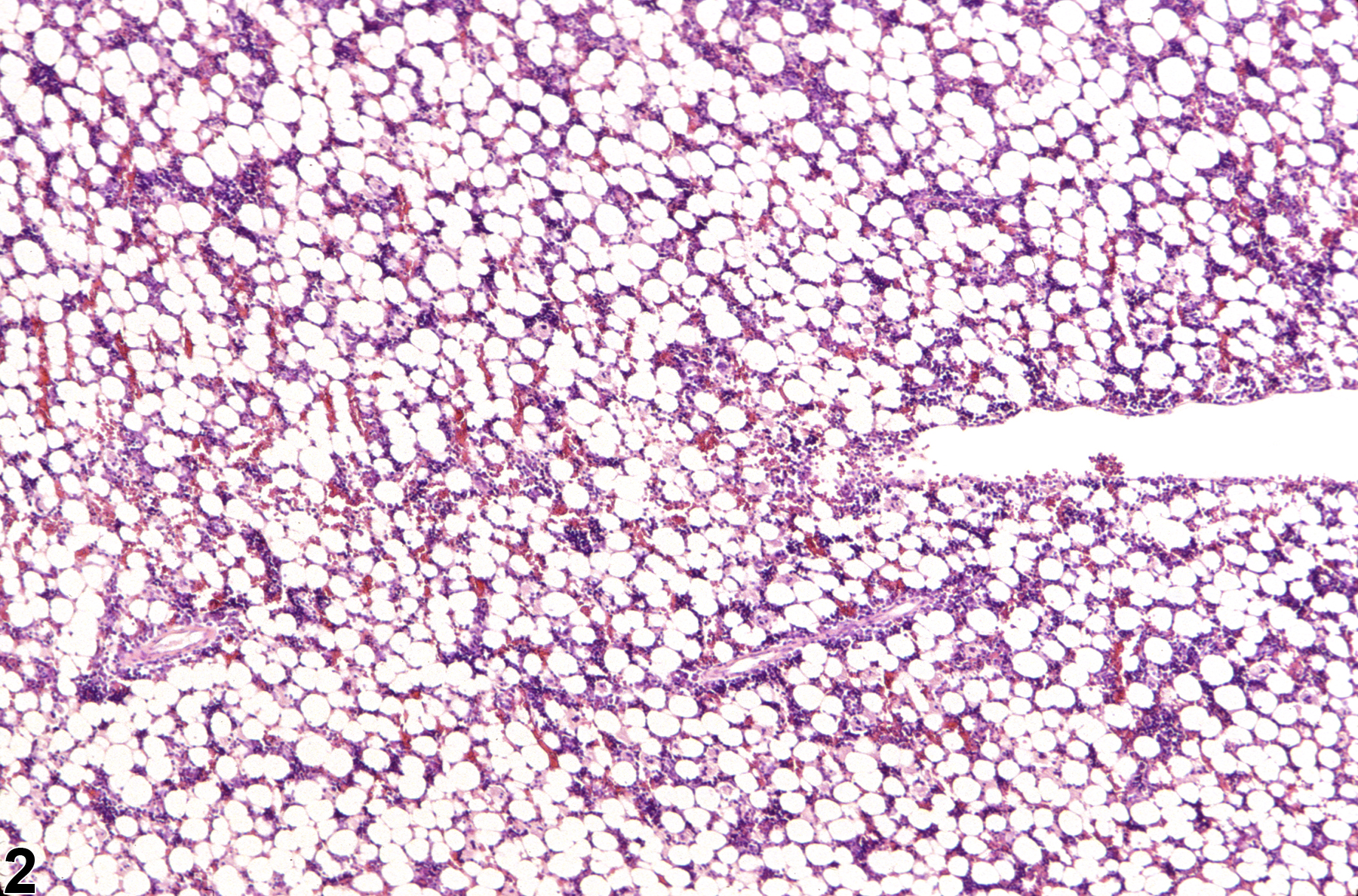 Image of hypocellularity in the bone marrow from a female F344/N rat in a subchronic study