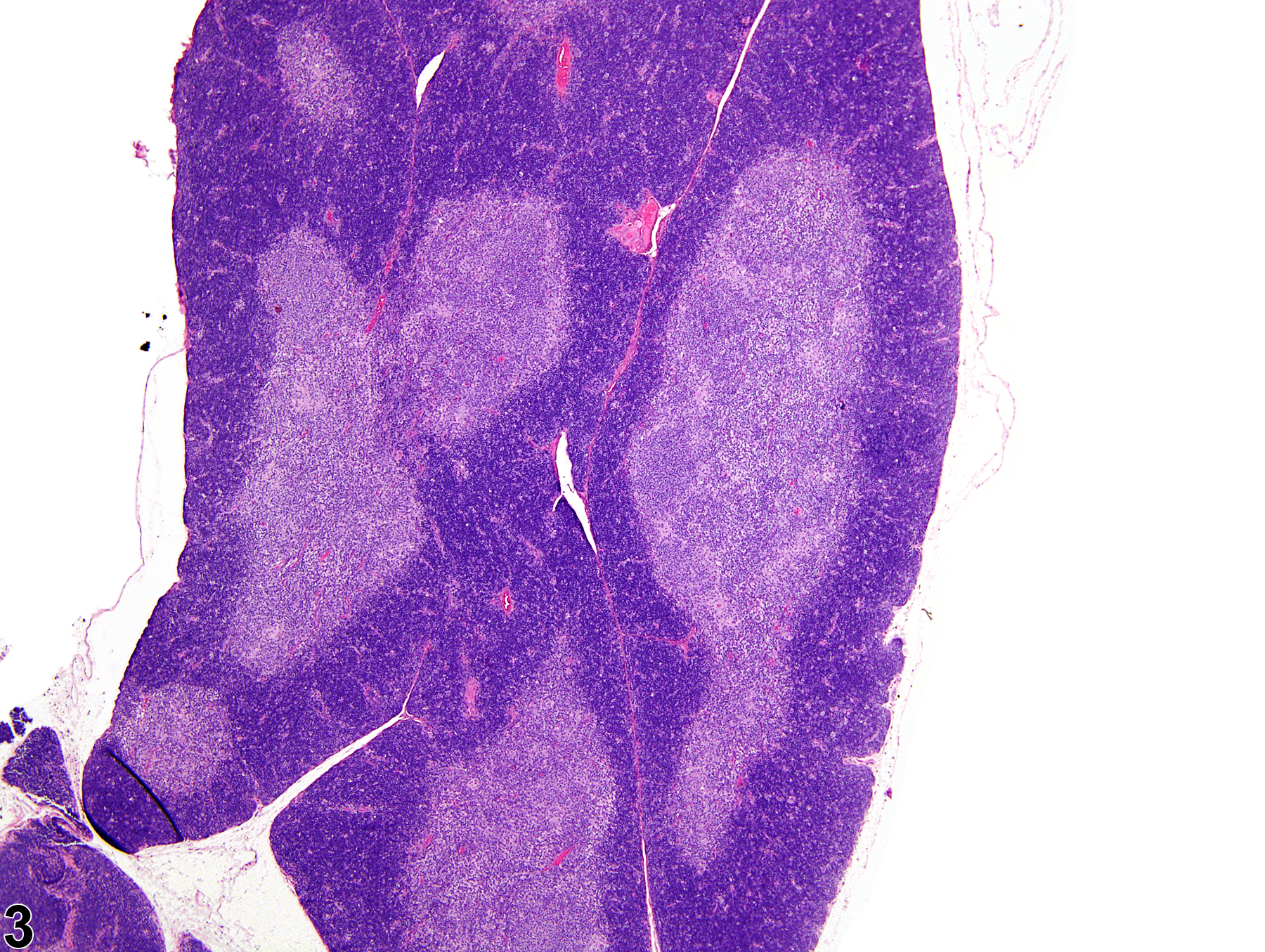 Image of atrophy in the thymus from a female F344/Ntac rat in a subchronic study