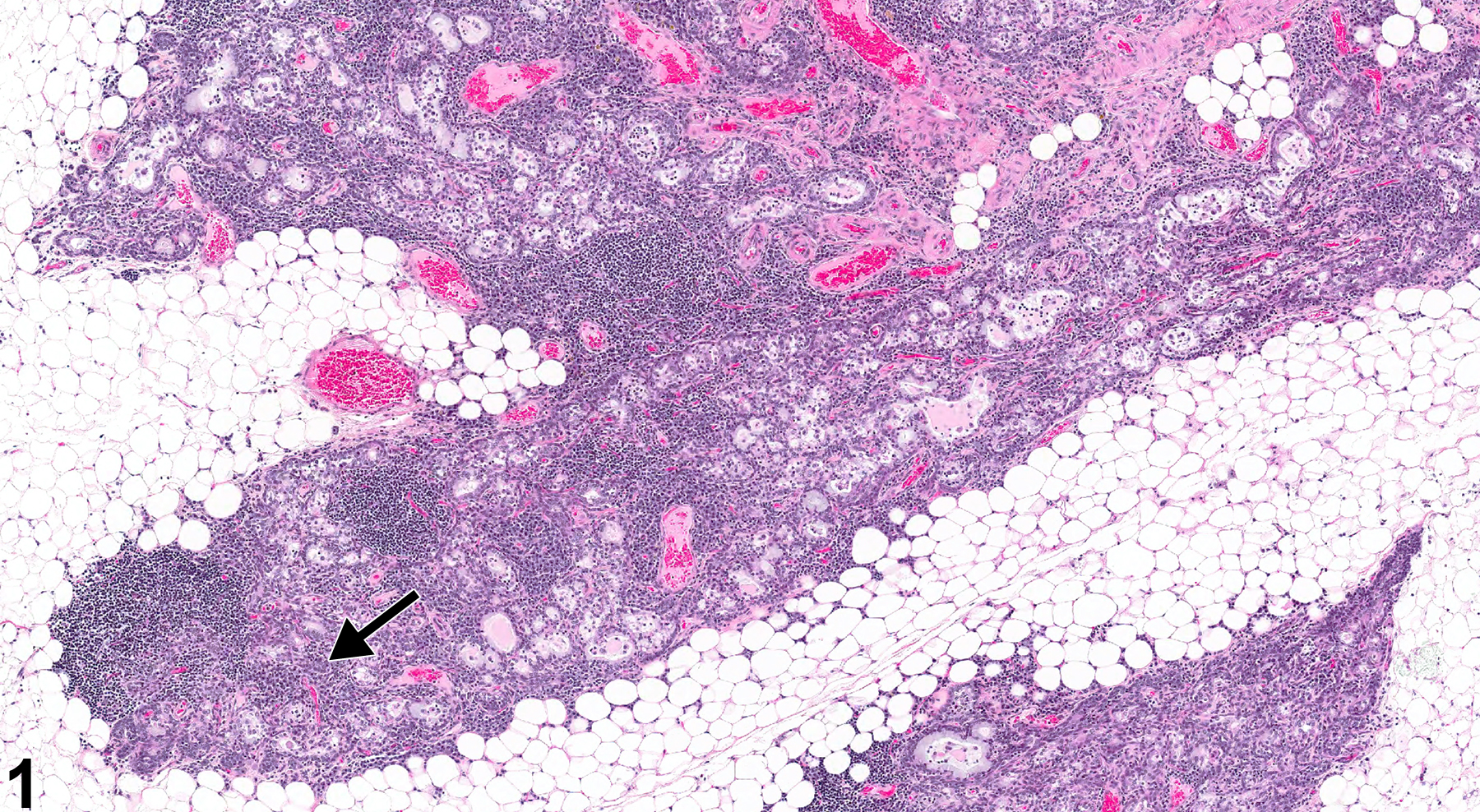 Image of involution in the thymus from a female Harlan Sprague-Dawley rat in a chronic study