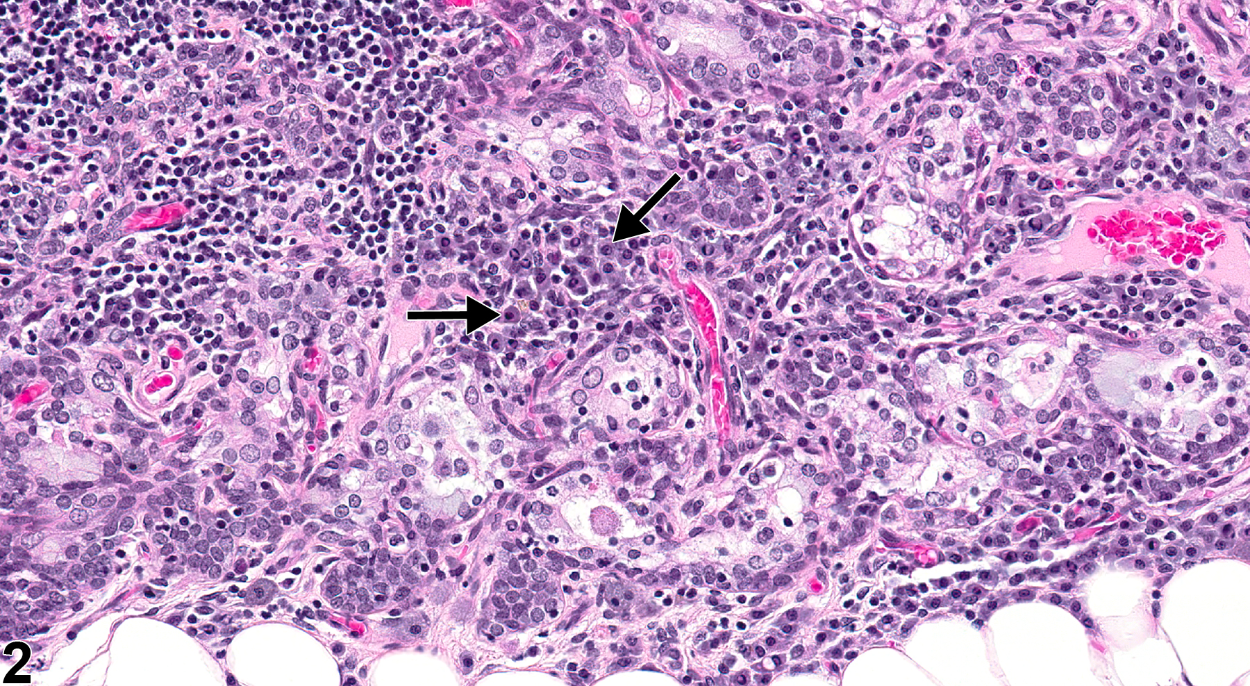 Image of involution in the thymus from a female Harlan Sprague-Dawley rat in a chronic study