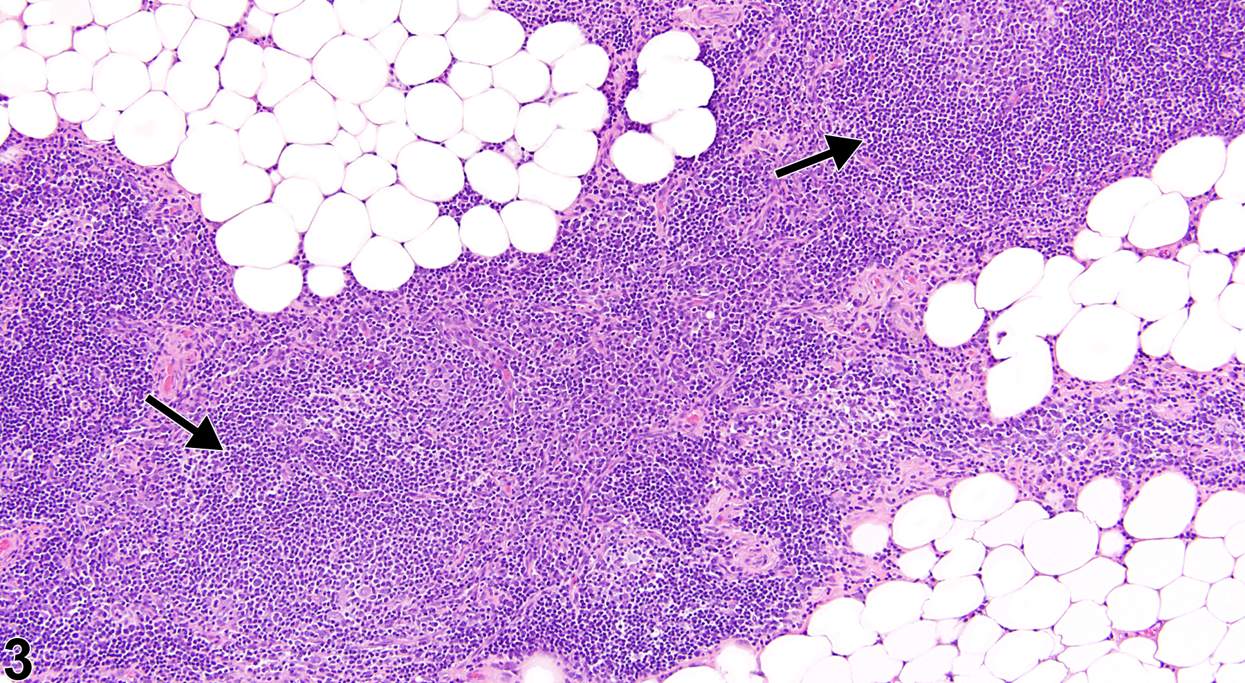 Image of involution in the thymus from a male Wistar Han rat in a chronic study