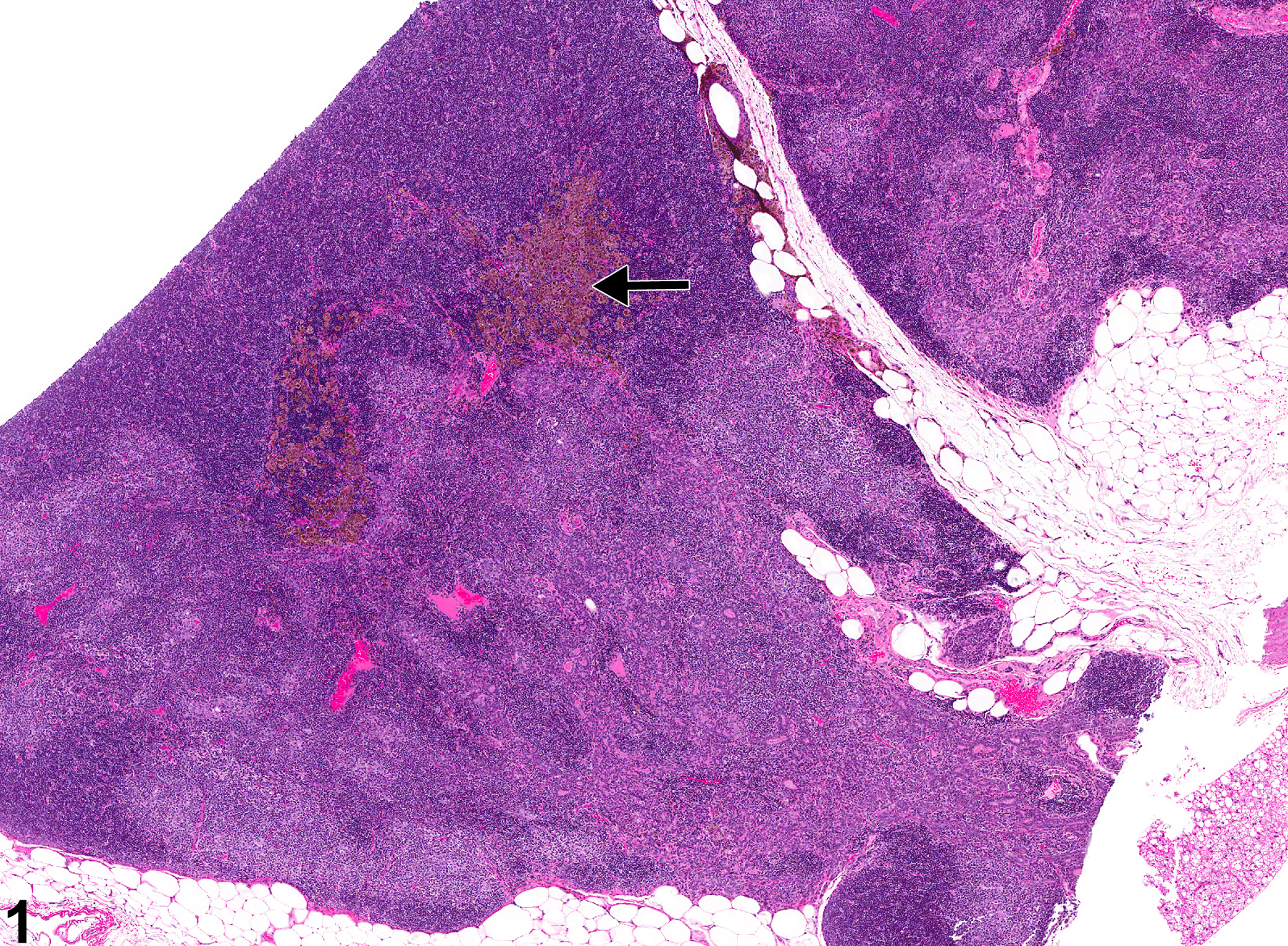 Image of pigment in the thymus from a female F344/N rat in a chronic study