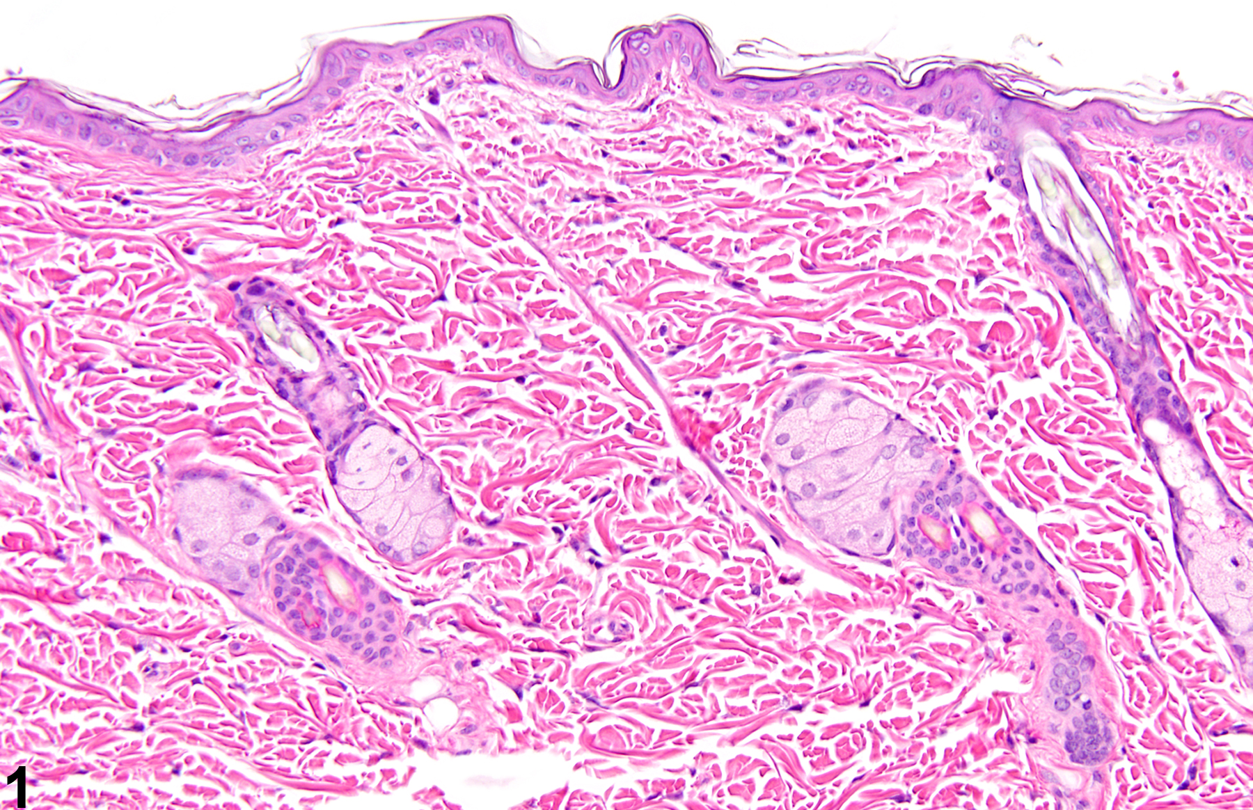 Image of atrophy (normal comparison) in the skin from a female F344/N rat in an acute study