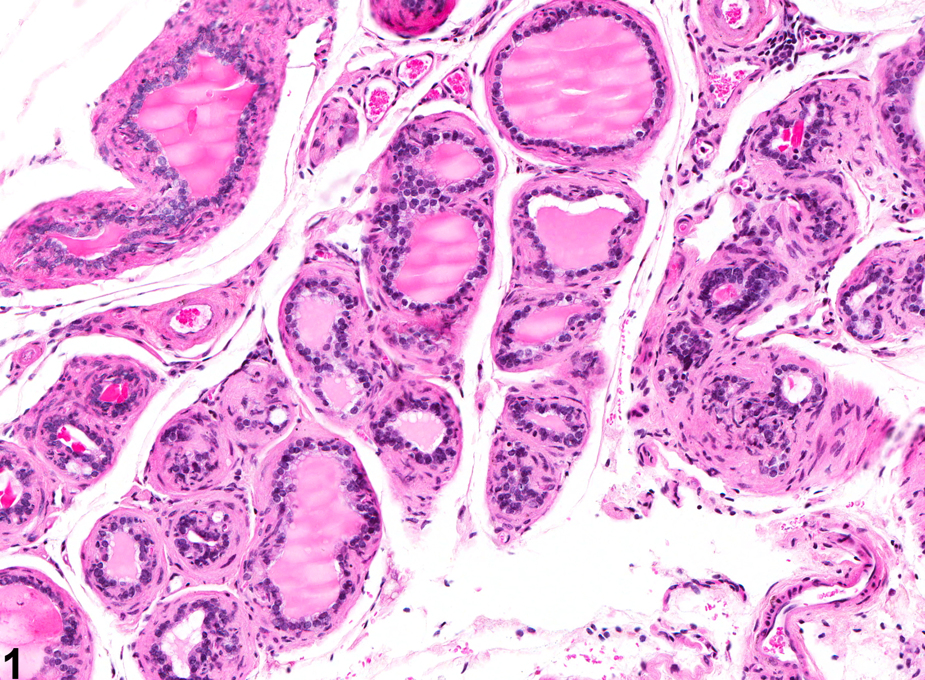 Image of atrophy in the coagulating gland from a male B6C3F1 mouse in a chronic study