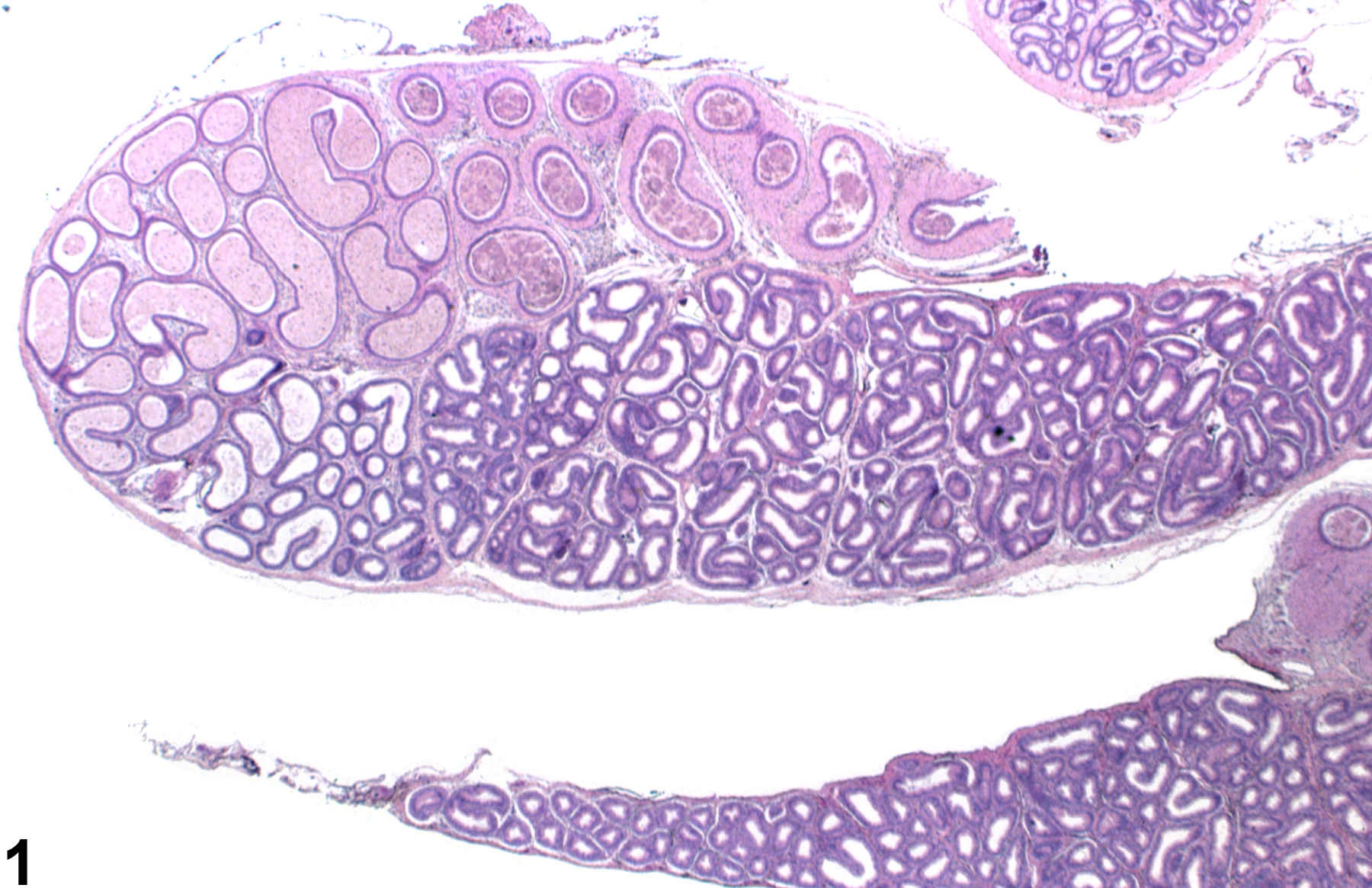 Image of duct atrophy in the epididymis from a male F344/N rat in a subchronic study
