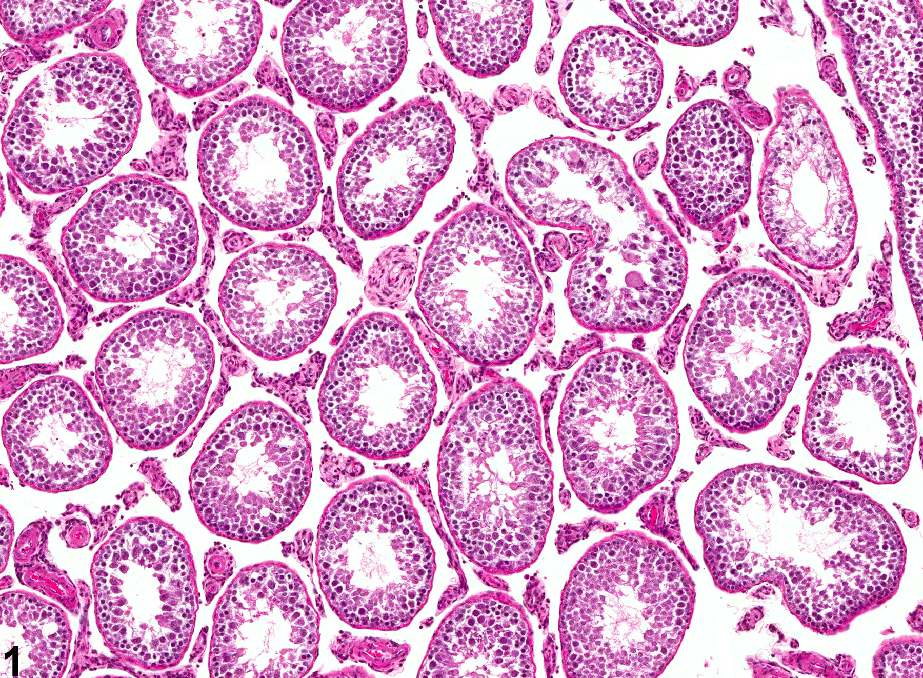 Image of germinal cell degeneration in the testis from a male F344/N rat in a chronic study