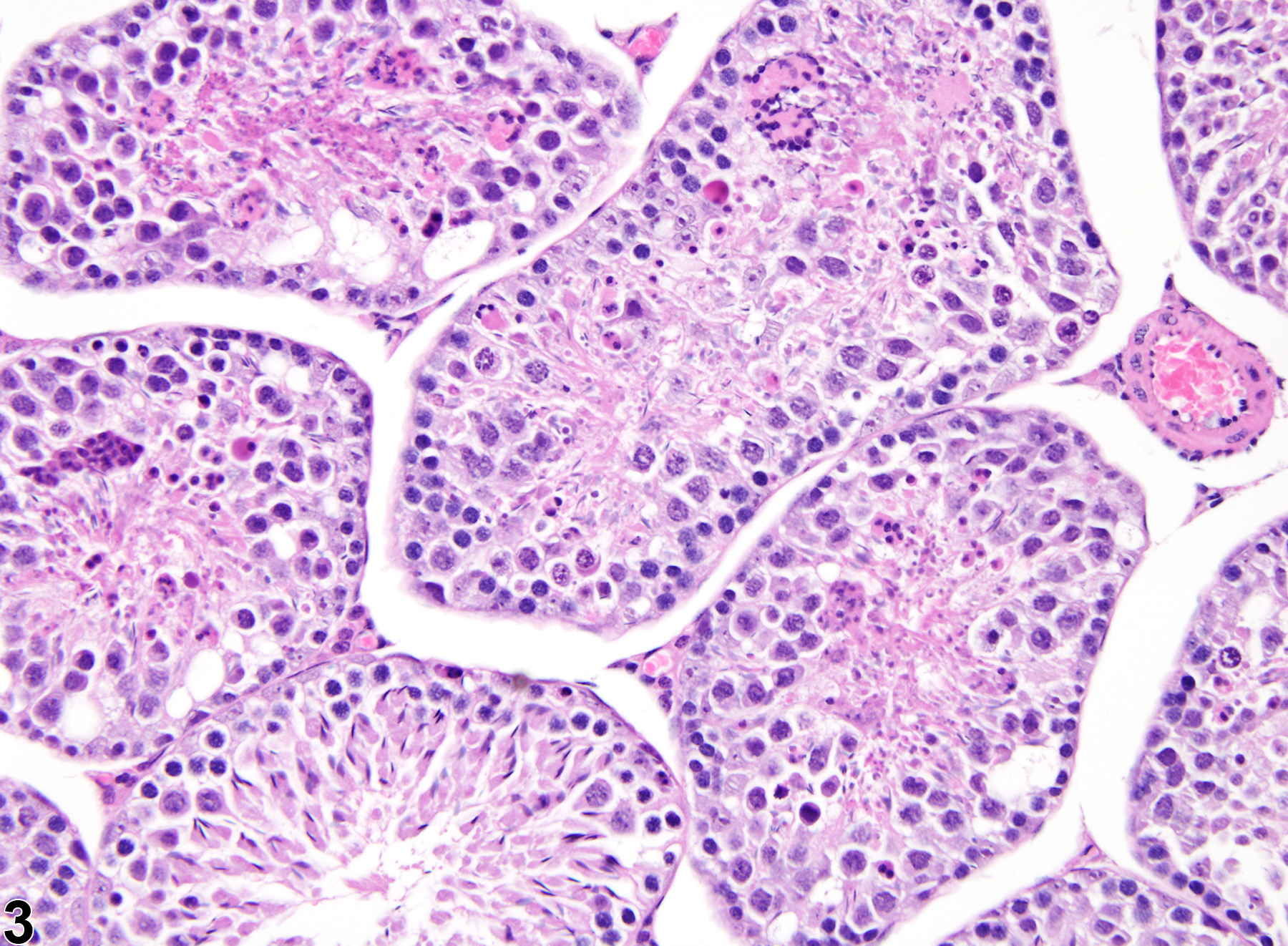 Image of germinal epithelium degeneration in the testis from a male B6C3F1 mouse in a subchronic study