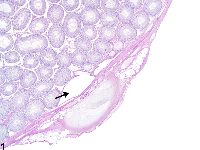 Image of normal rete testis in the testis from a male Harlan Sprague-Dawley rat in a multigenerational reproduction study