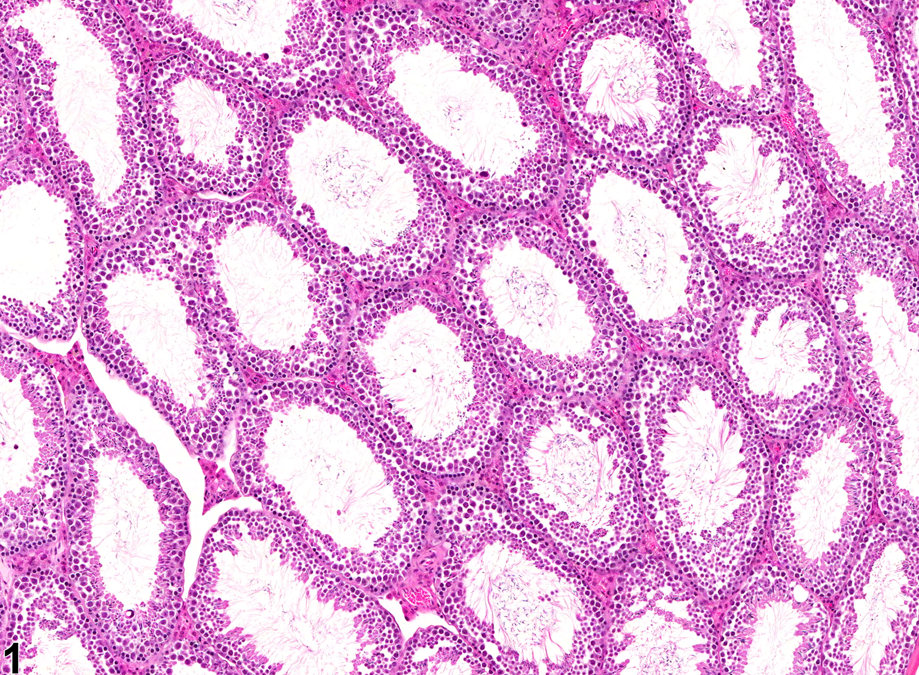 Image of seminiferous tubule dilation in the testis from a male B6C3F1 mouse in a chronic study