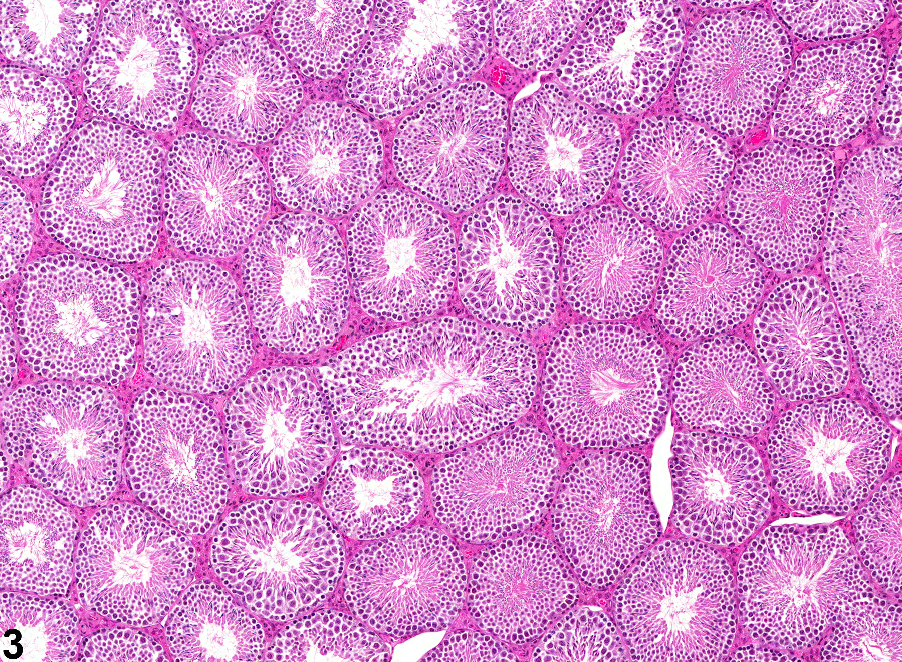 Image of seminiferous tubule normal in the testis from a male B6C3F1 mouse in a chronic study
