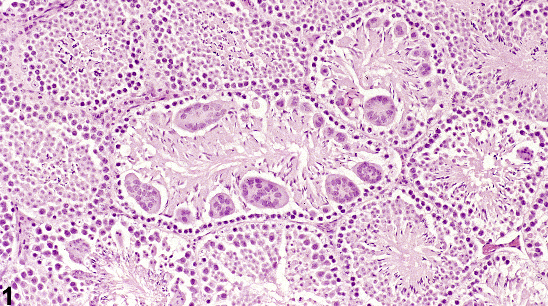 Image of seminiferous tubule giant cells in the testis from a male B6C3F1 mouse in a subchronic study