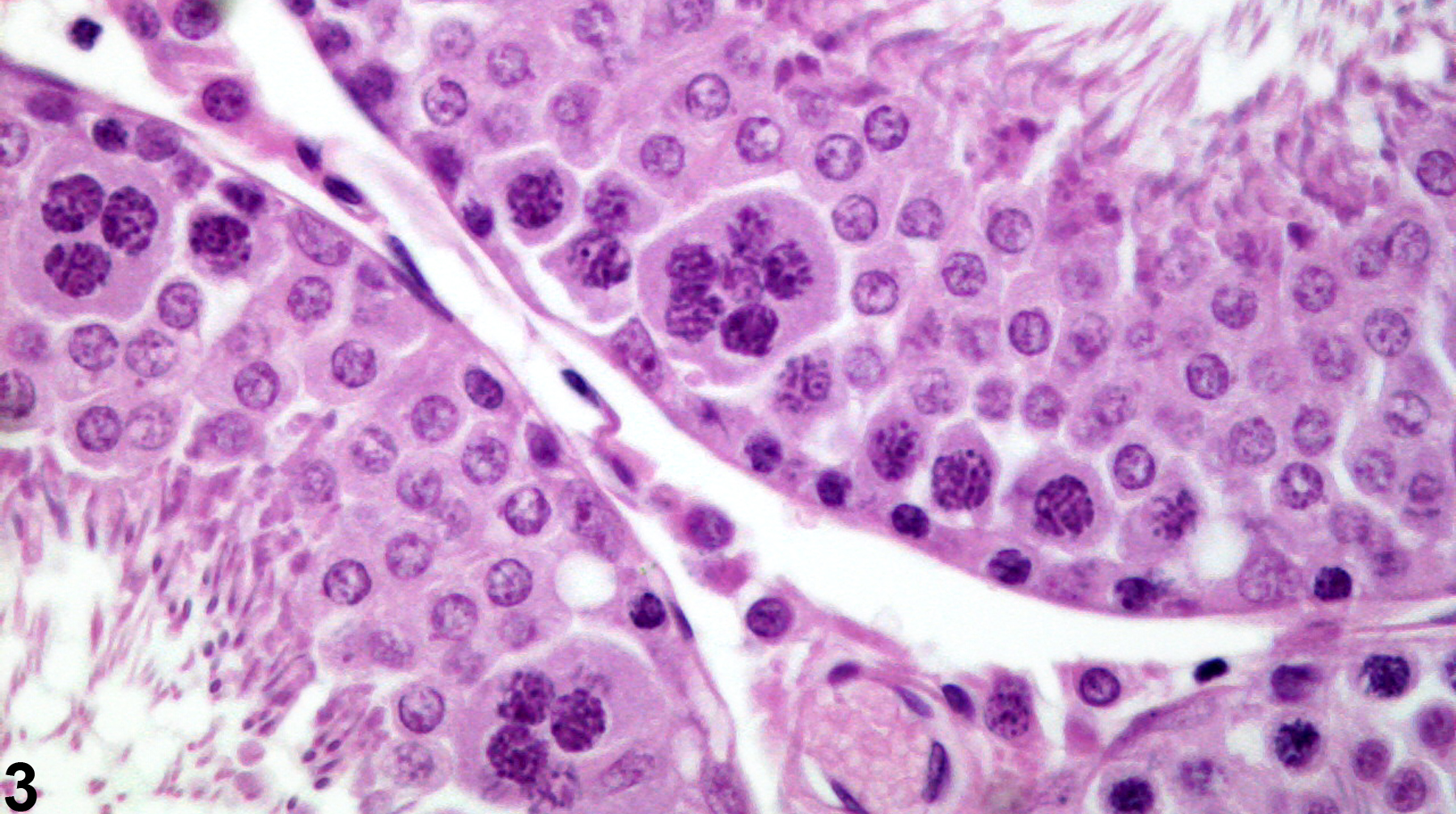 Image of seminiferous tubule giant cells in the testis from a male Harlan Sprague-Dawley rat