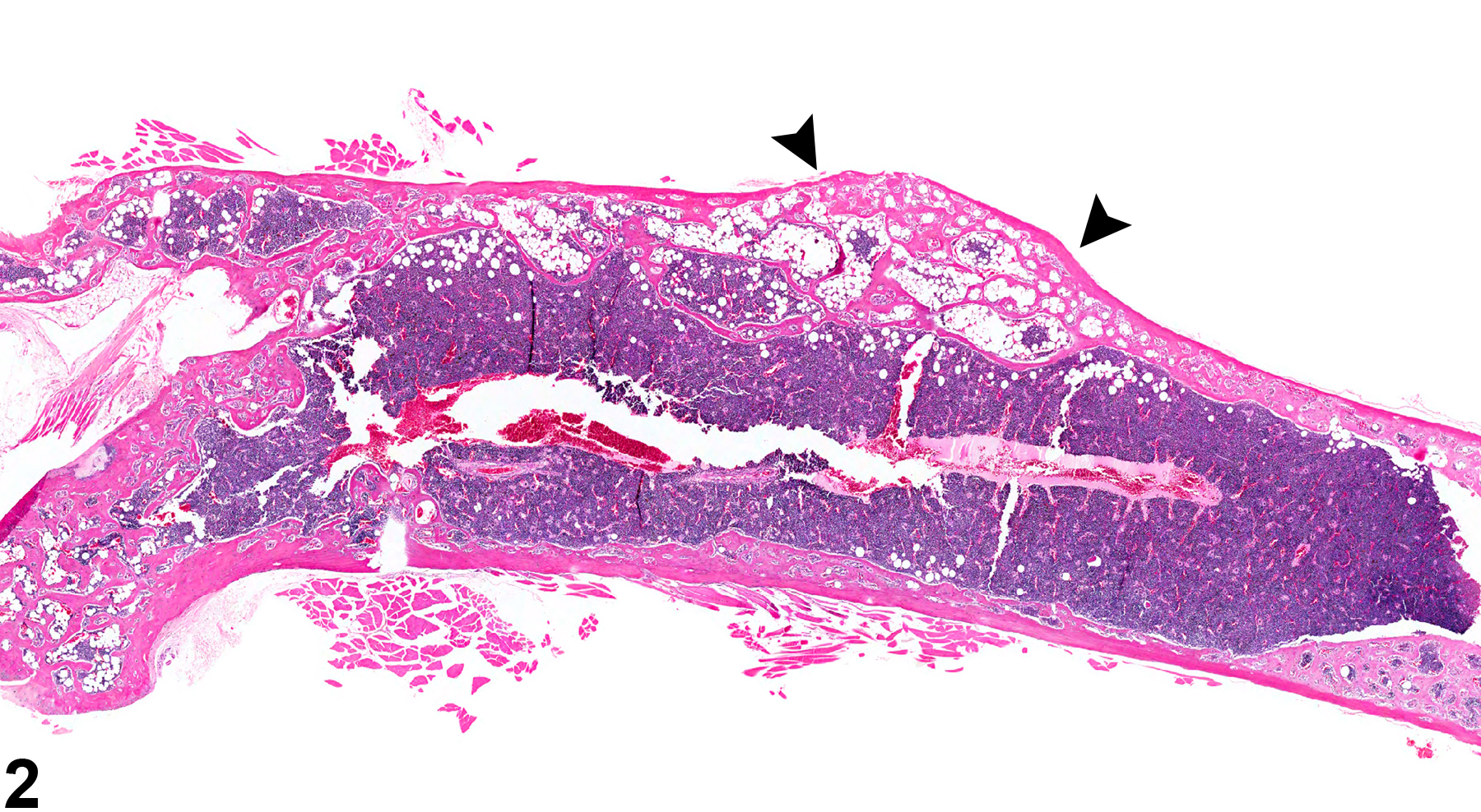Image of decreased bone in the bone from a female B6C3F1/N mouse in a chronic study