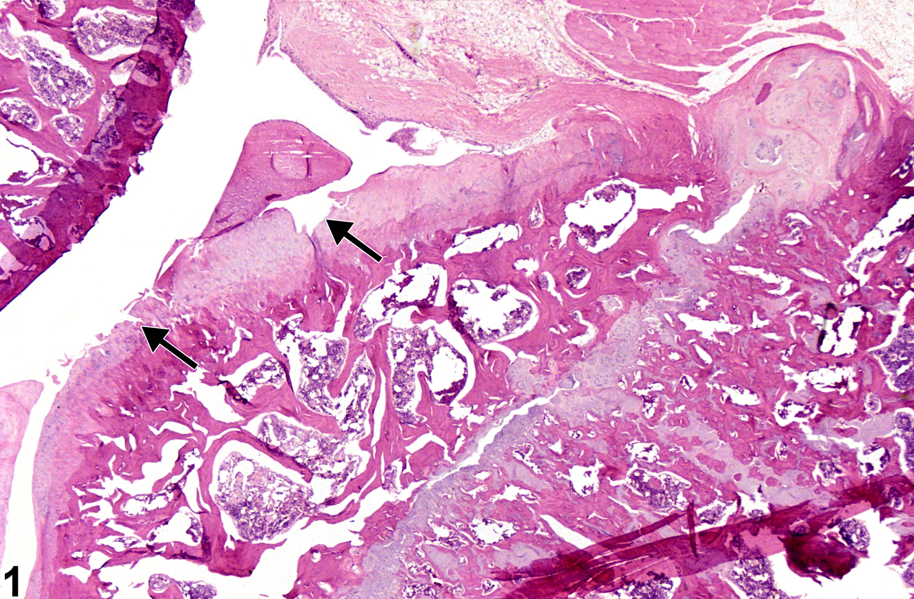 Image of joint degeneration in the bone from a female F344/N rat in a chronic study