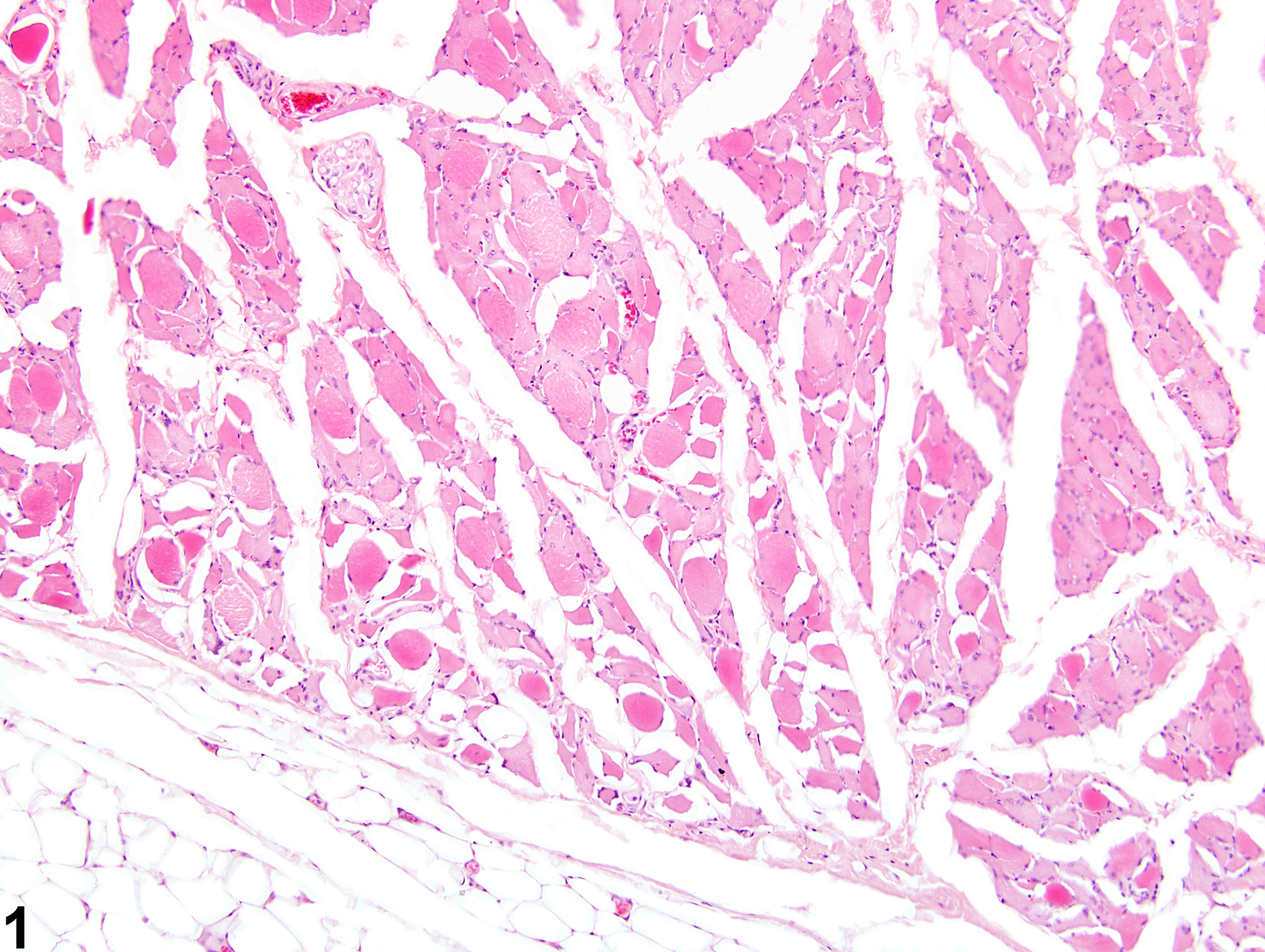 Image of atrophy in the skeletal muscle from a male F344/N rat in a chronic study
