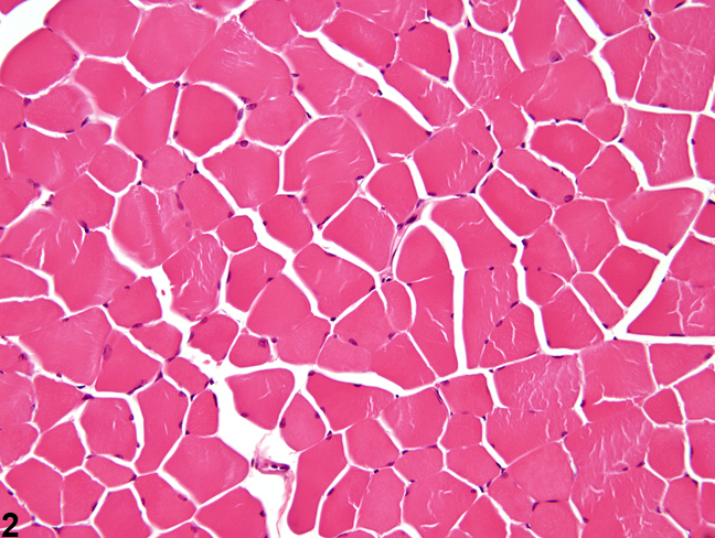 Image of normal in the skeletal muscle from a male B6C3F1/N mouse in a subchronic study
