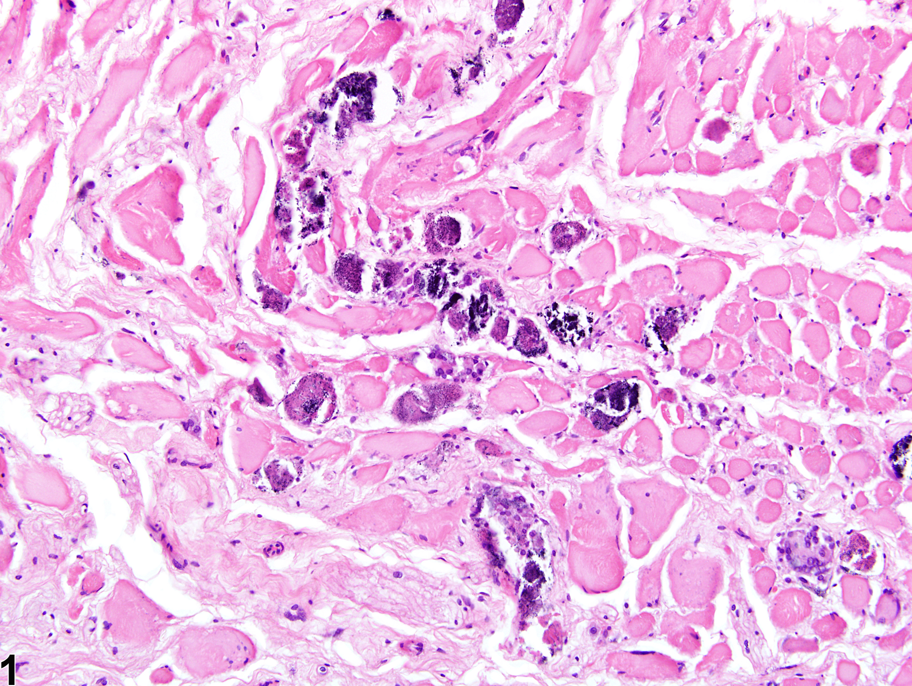 Image of mineralization in the skeletal muscle from a male F344/N rat in a chronic study