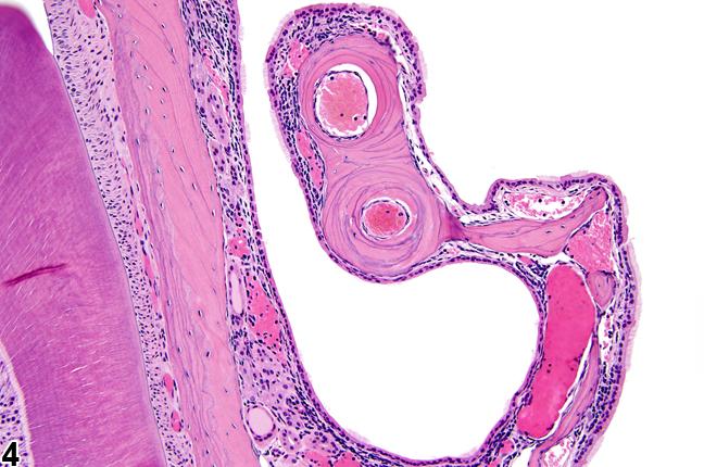 Image of normal transitional epithelium (lateral wall) in the nose from a male B6C3F1/N mouse in a chronic study