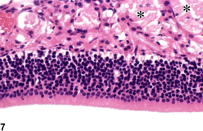 Image of normal olfactory epithelium (level II) in the nose from a  B6C3F1/N mouse