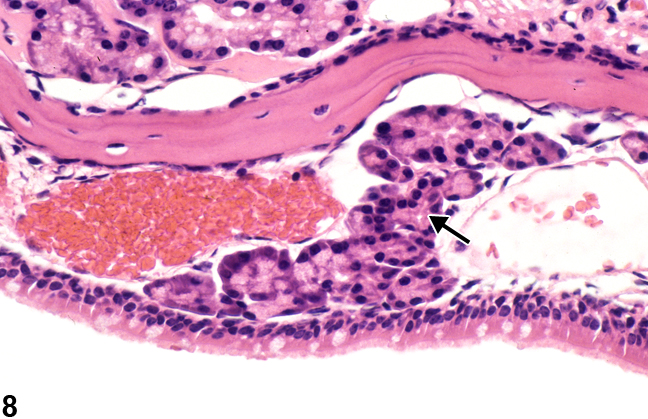 Image of normal respiratory epithelium and glands (level II) in the nose from a B6C3F1/N mouse