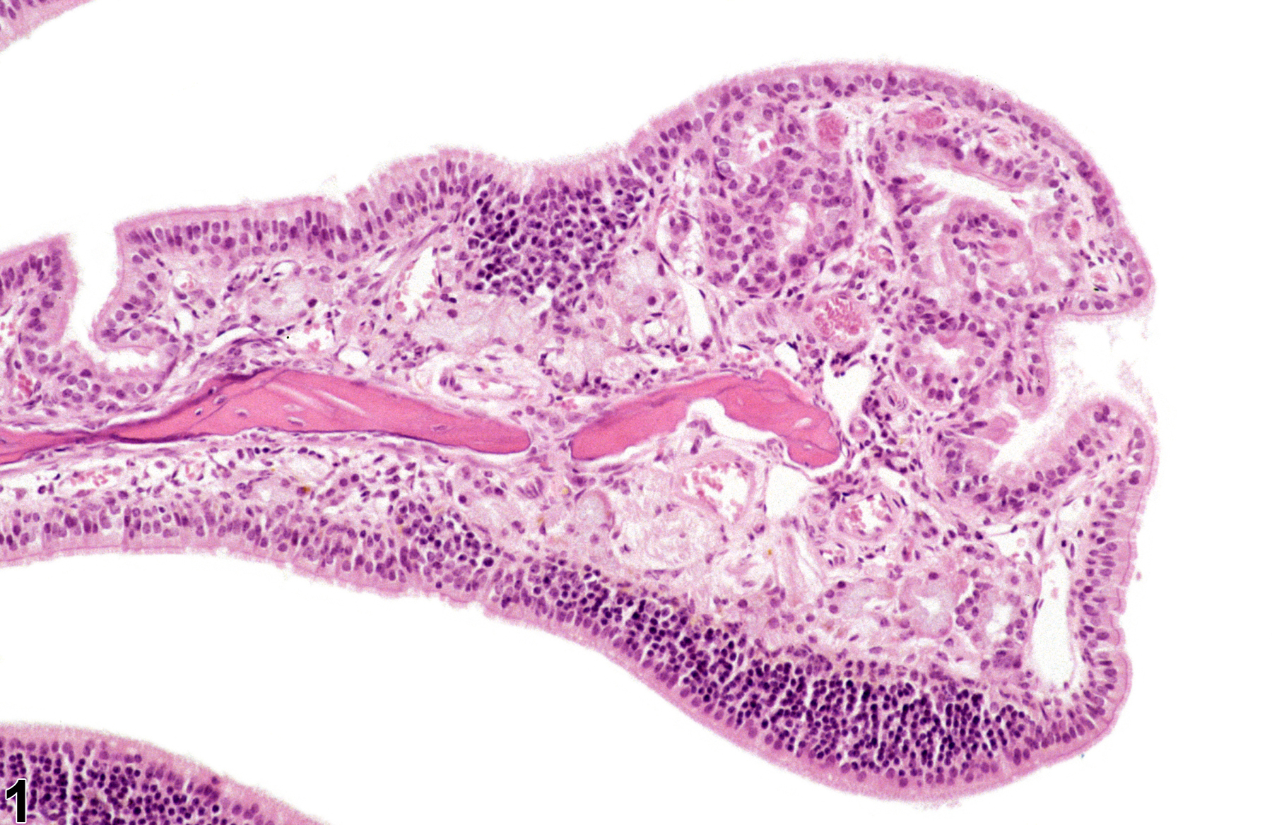 Image of metaplasia, respiratory in the nose, olfactory epithelium from a female B6C3F1/N mouse in a chronic study