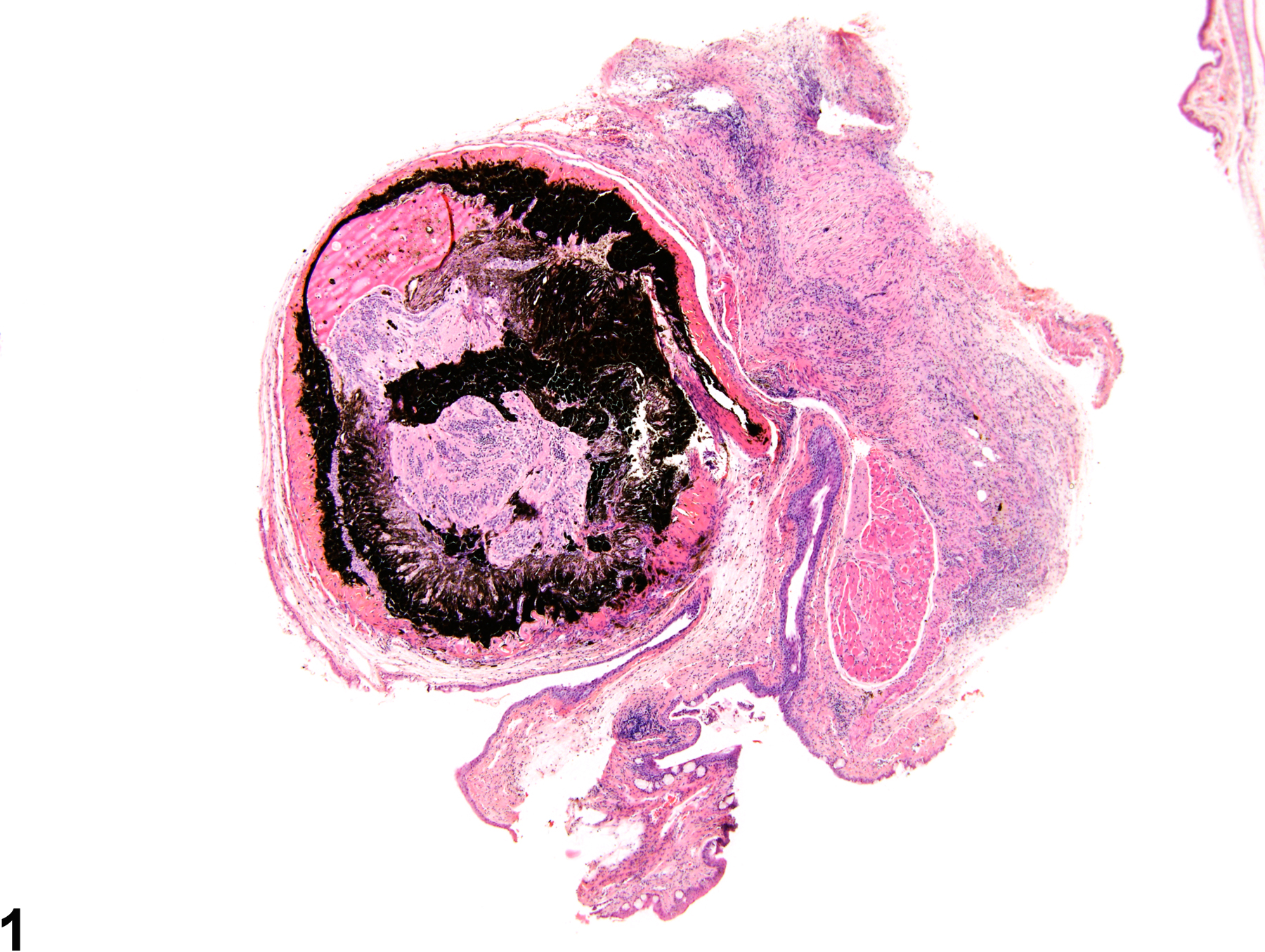 Image of phthisis bulbi in the eye from a female B6C3F1 mouse in a chronic study