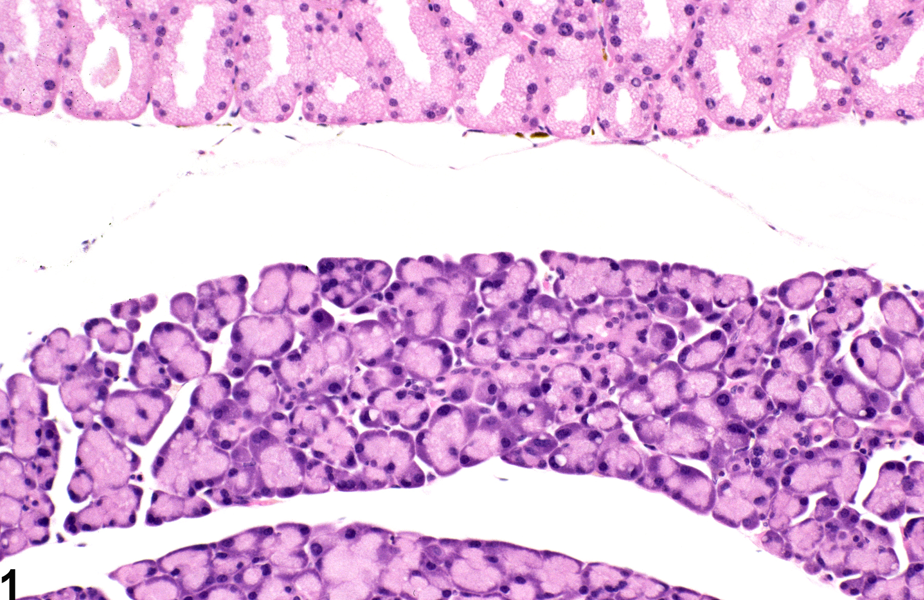 Image of karyomegaly in the lacrimal gland from a male B6C3F1 mouse in a chronic study