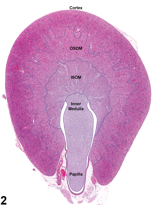Image of demarcated regions in the kidney