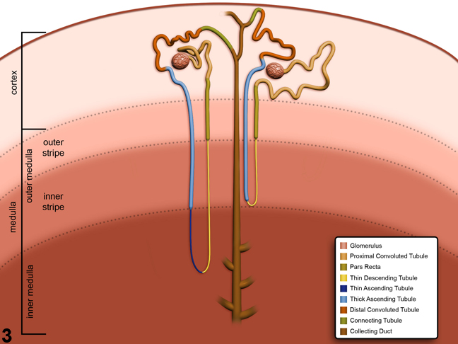 Image of schematic anatomic locations of nephron and collecting duct segments in the kidney
