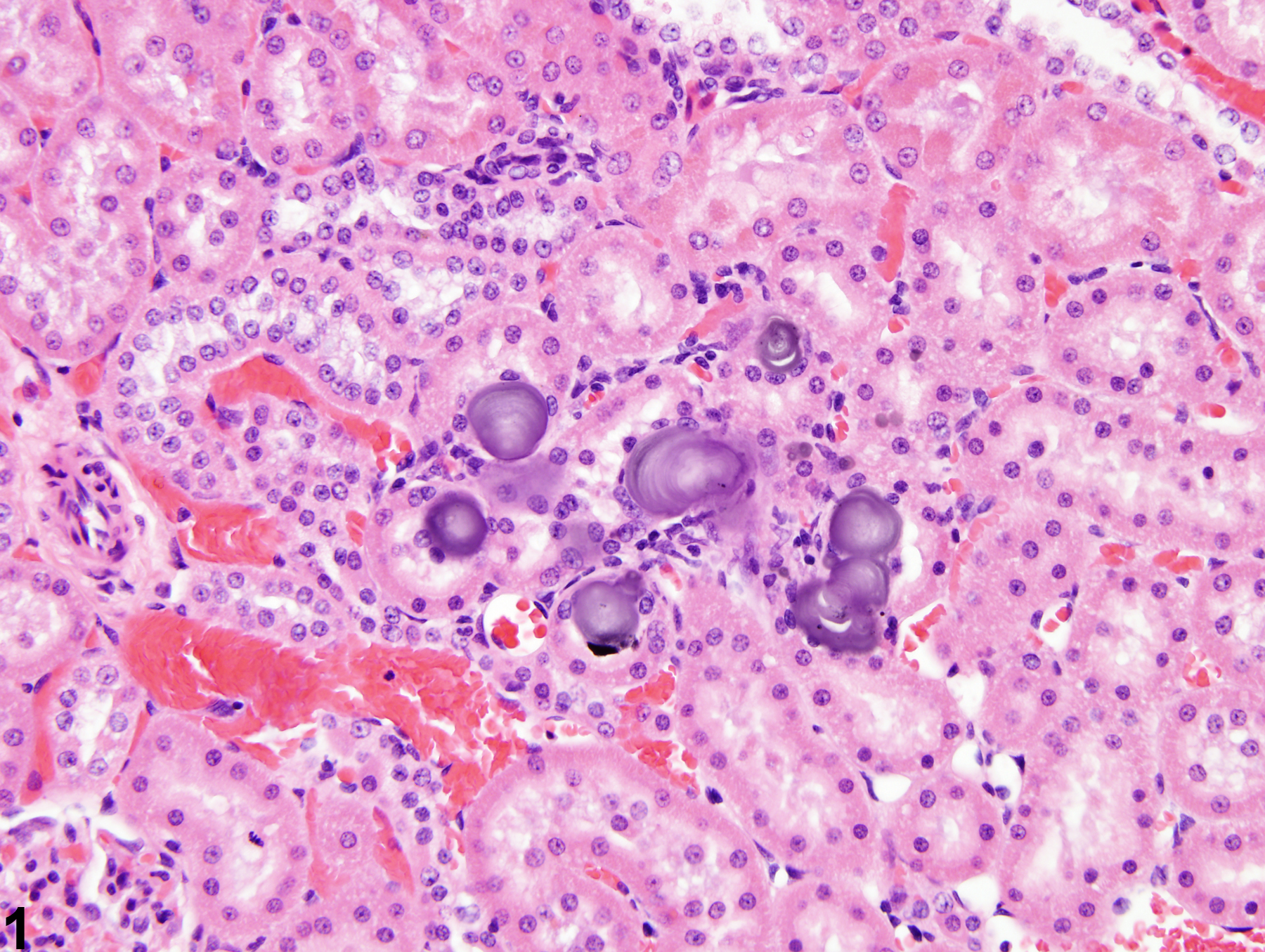 Image of mineralization in the kidney from a male F344/N rat in an acute study