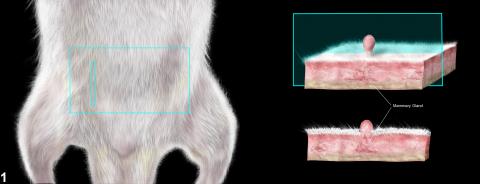 section of skin taken from the site of application