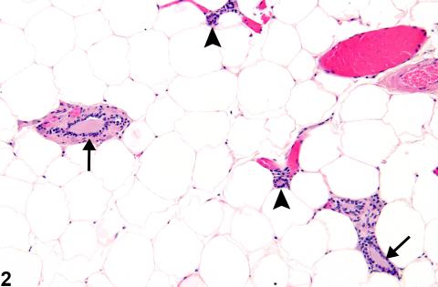 Mammary gland from a female B6C3F1 mouse.