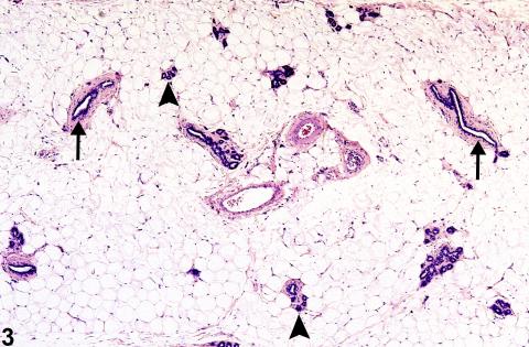 Mammary gland from a female F344/N rat.
