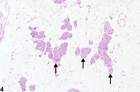 Mammary gland from a male F344/N rat.