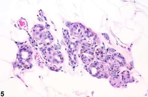 Mammary gland from male Harlan Sprague-Dawley rat.
