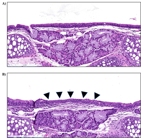 Figure 6