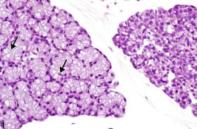 Image of vacuolation, cytoplasmic in the salivary gland from a female B6C3F1 mouse in a chronic study