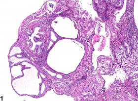 Image of mesonephric duct remnant in the oviduct from a female B6C3F1 mouse in a chronic study