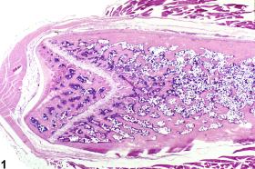 Image of hypercellularity in the bone marrow from a female F344/N rat in a subchronic study