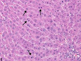 Image of increased mitosis in the liver from a male  F344/N rat in an acute study