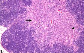 Image of hyperplasia, epithelial in the thymus from a male B6C3F1/N mouse in a chronic study