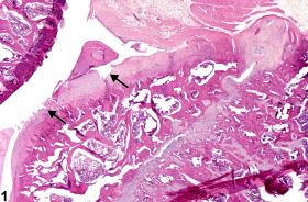 Image of joint degeneration in the bone from a female F344/N rat in a chronic study
