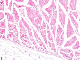 Image of atrophy in the skeletal muscle from a male F344/N rat in a chronic study