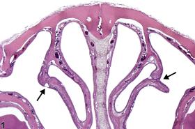 Nose, Turbinate - Synechia - Nonneoplastic Lesion Atlas