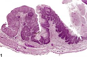 Image of metaplasia in the urinary bladder from a female F344/N rat in a chronic study