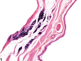 Image of mineralization in the urinary bladder from a male F344/N rat in a chronic study