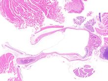 Ear landing page - Normal ear in a female mouse from a subchronic study