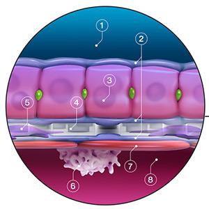 Testing models such as cultured cells, organs on chips,
